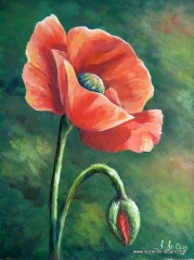 Pavot rouge coquelicot fleurs